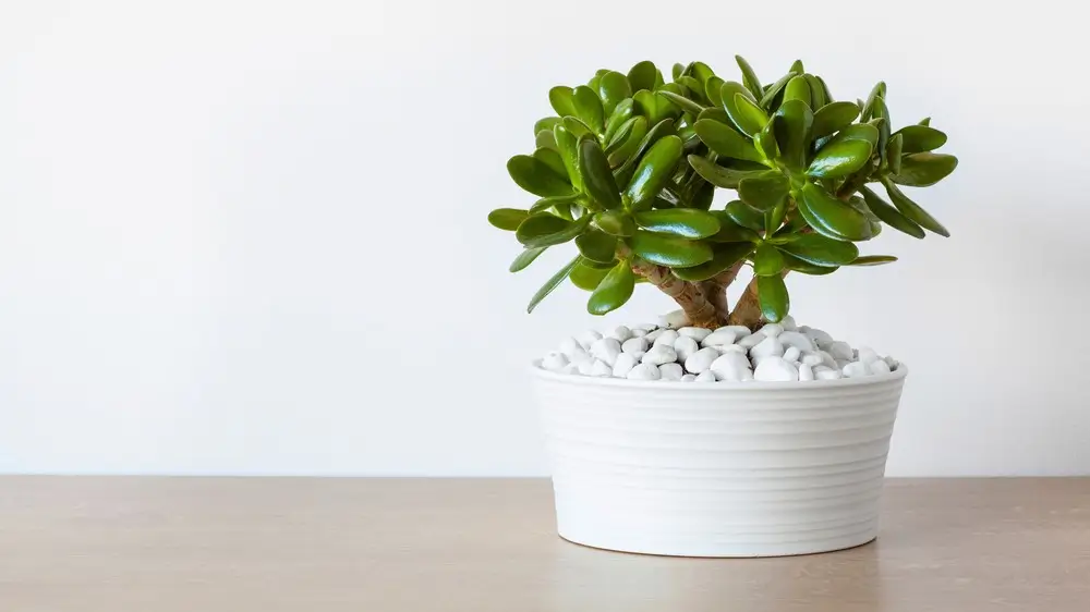 houseplant Crassula ovata jade plant money tree in white pot