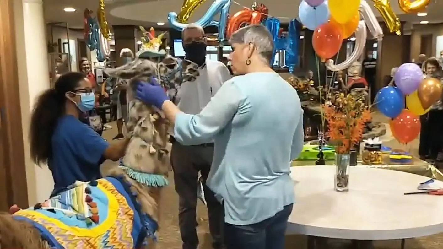 Residents at a retirement home in Florida were delighted to have a surprise visit from a llama.