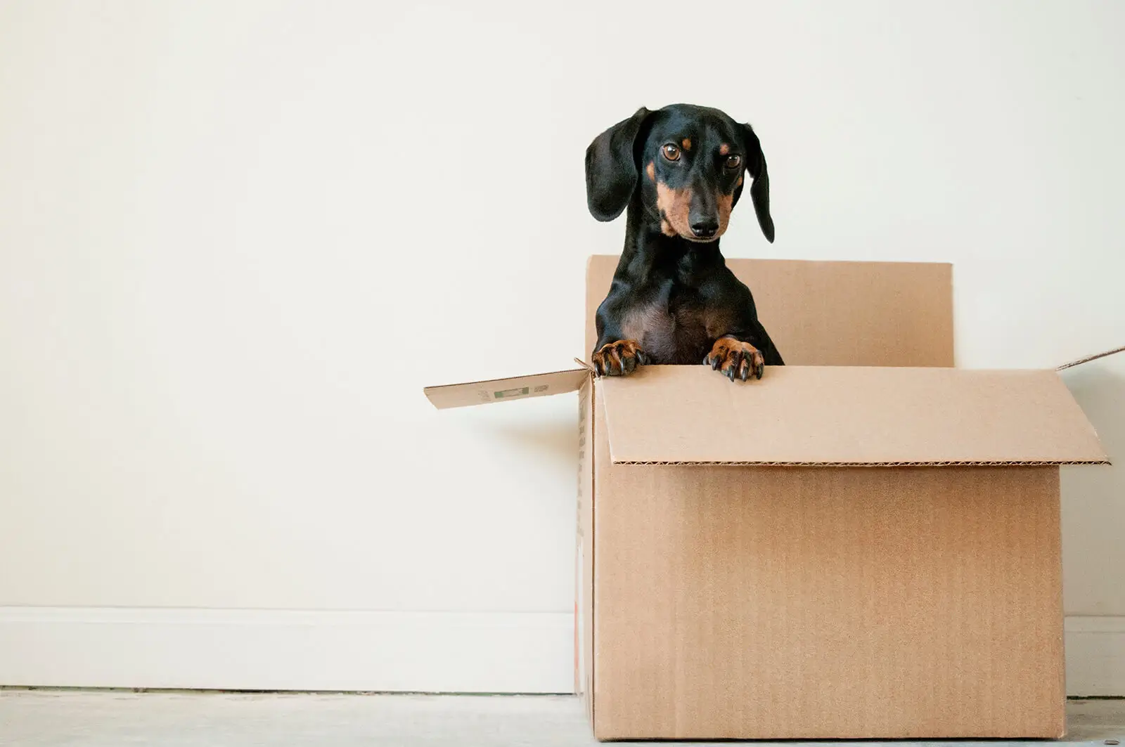 Puppy in a cardboard box.