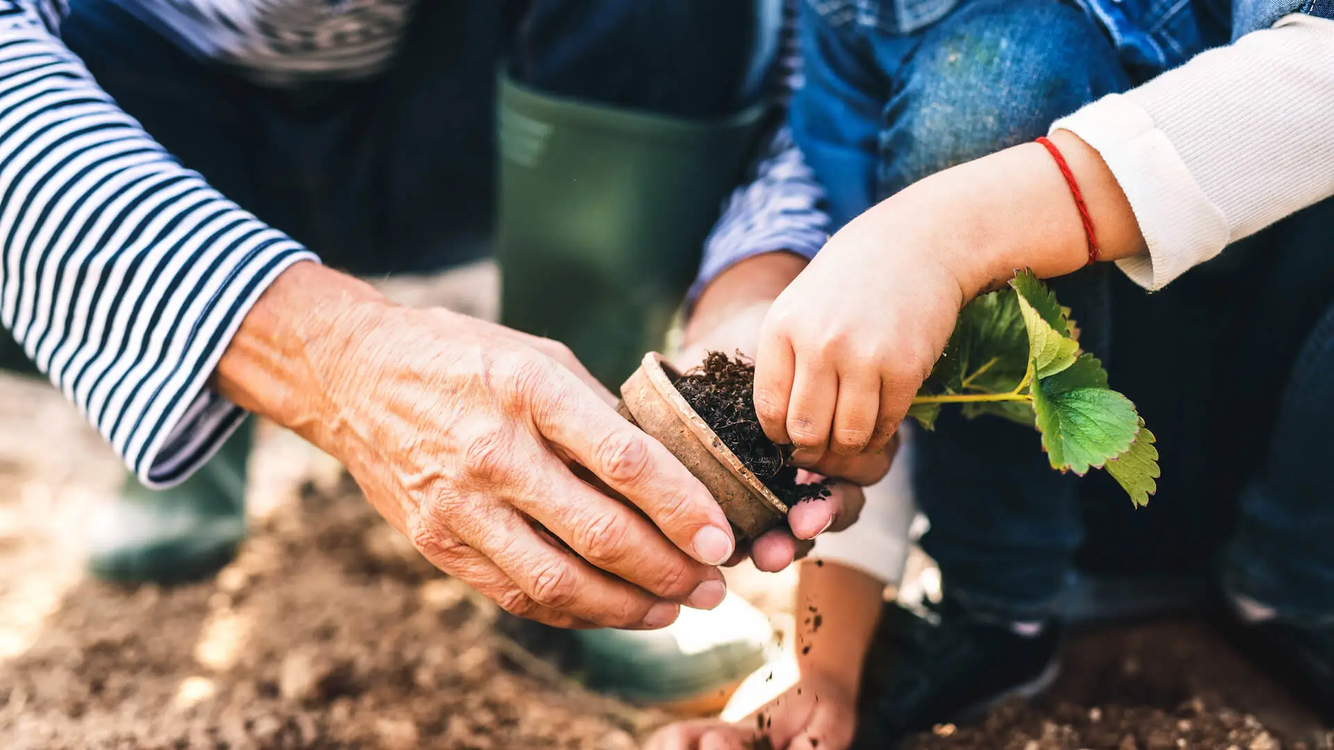 Senior man with grandaughter gardening in the backyard garden.