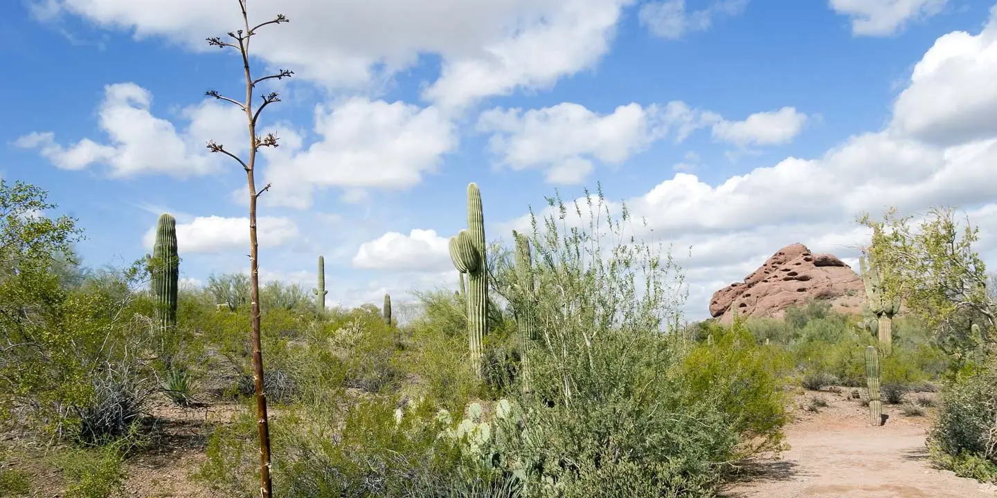 Peoria Arizona Landscape