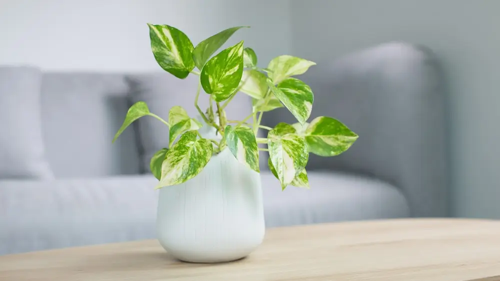 Epipremnum aureum plant or golden pothos on wooden table in living room. epipremnum aureum g.s.bunting in gray ceramic pot.