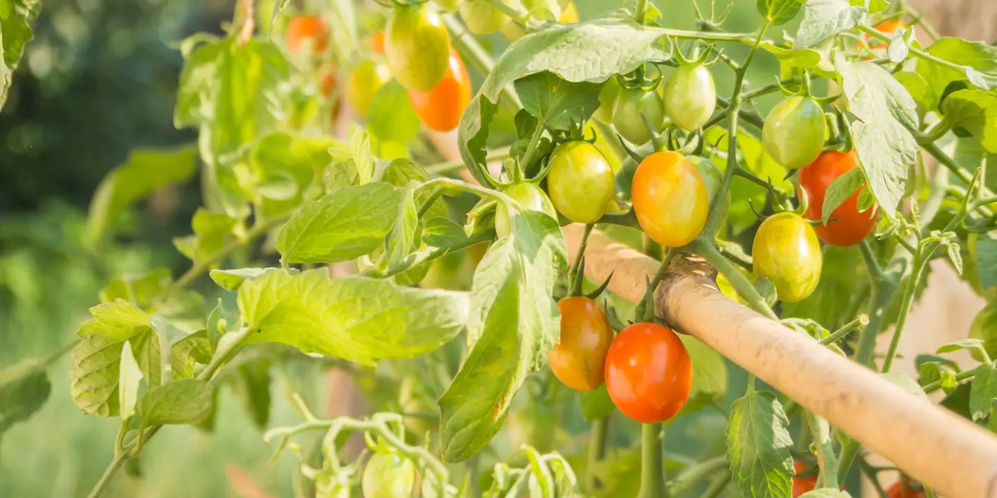 A tomato plant filled with different sizes and colors of tomatoes.