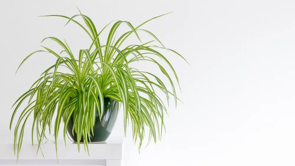 houseplant, Chlorophytum comosum in front of a light wall in a green pot, house plant, indoor plant, copy space