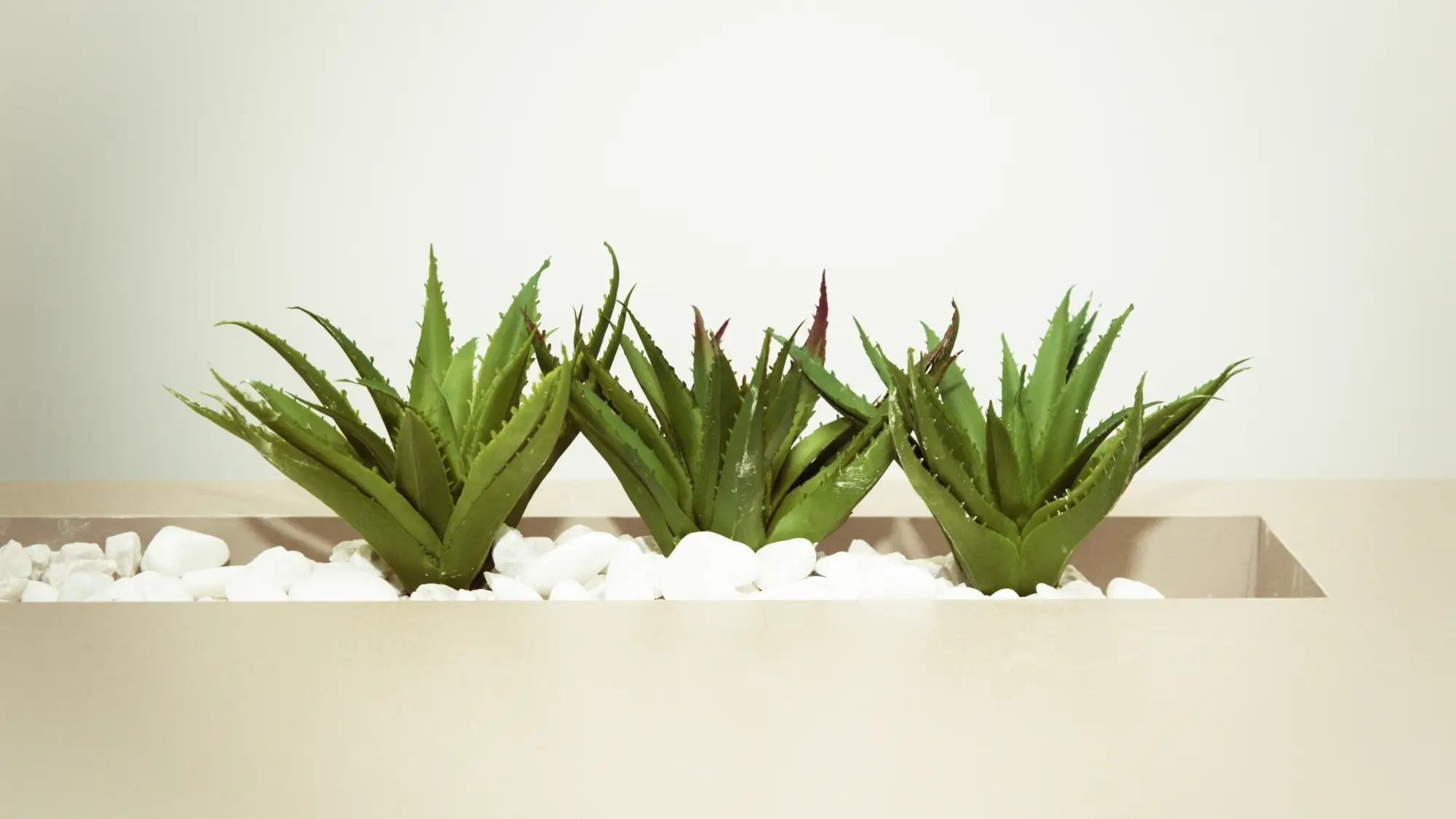 Three Green Aloe Vera Plants