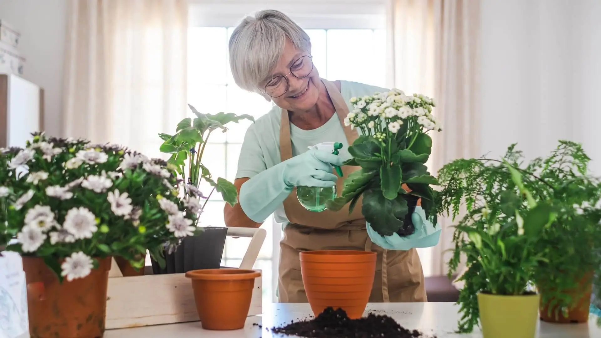 Senior caucasian woman gardener in casual clothes and protective gloves taking care of house plants on white table, concept of home garden and hobby