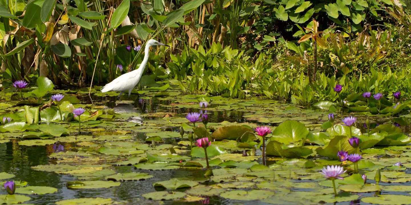 Naples Florida botanical garden with a crane.