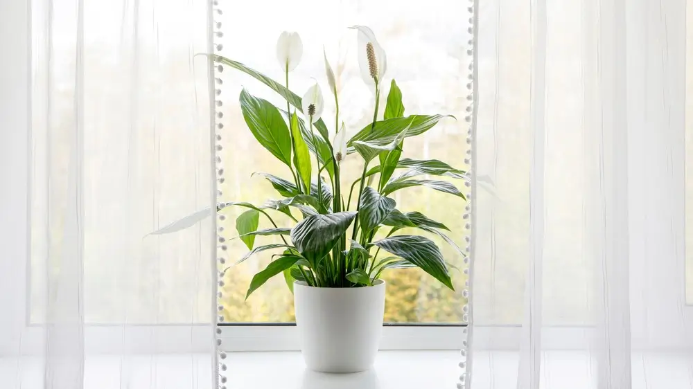 Air puryfing house plants in home concept. Spathiphyllum are commonly known as spath or peace lilies growing in pot in home room and cleaning indoor air.