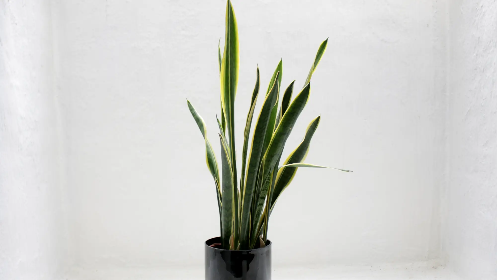 Photo of Green Snake House Plant